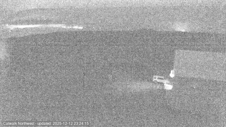 Subaru Cat Walk - NW