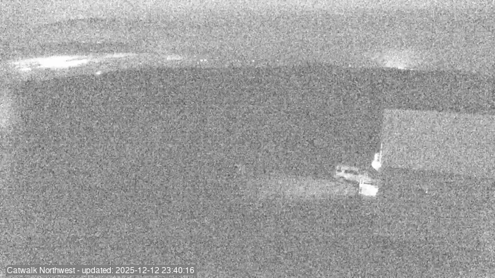 Subaru Cat Walk - NW