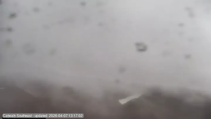 Subaru Cat Walk - SE