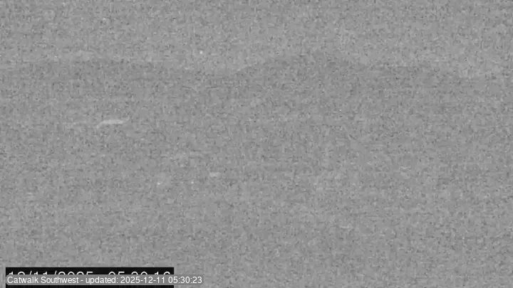 Subaru Cat Walk - SW